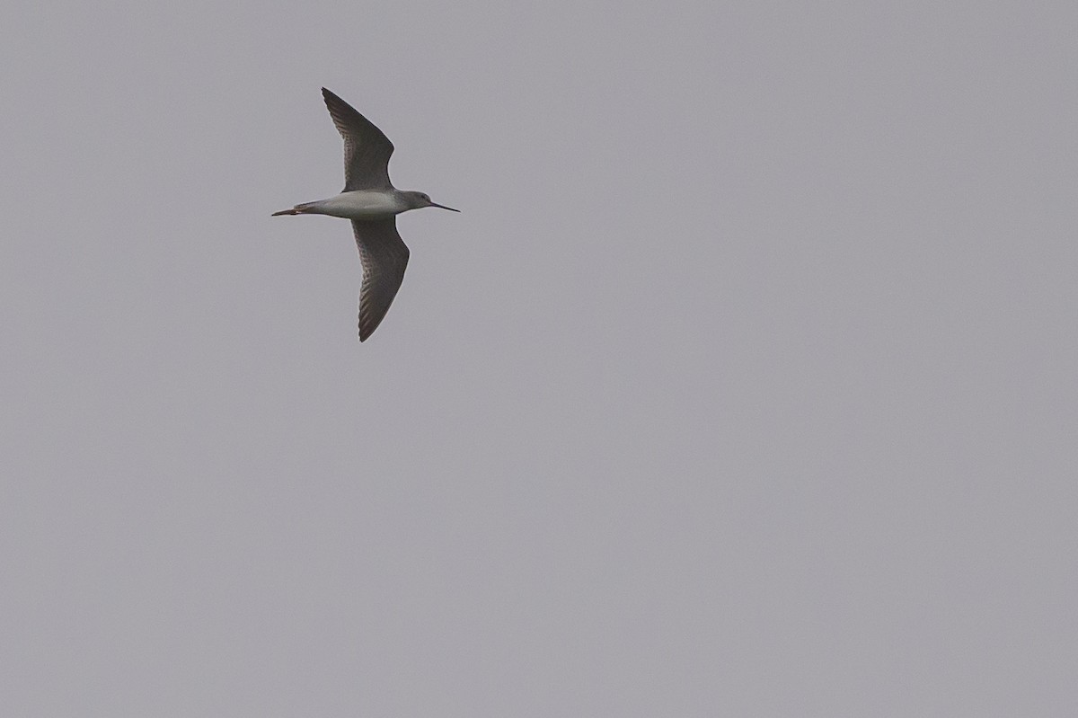 Greater Yellowlegs - ML624265446