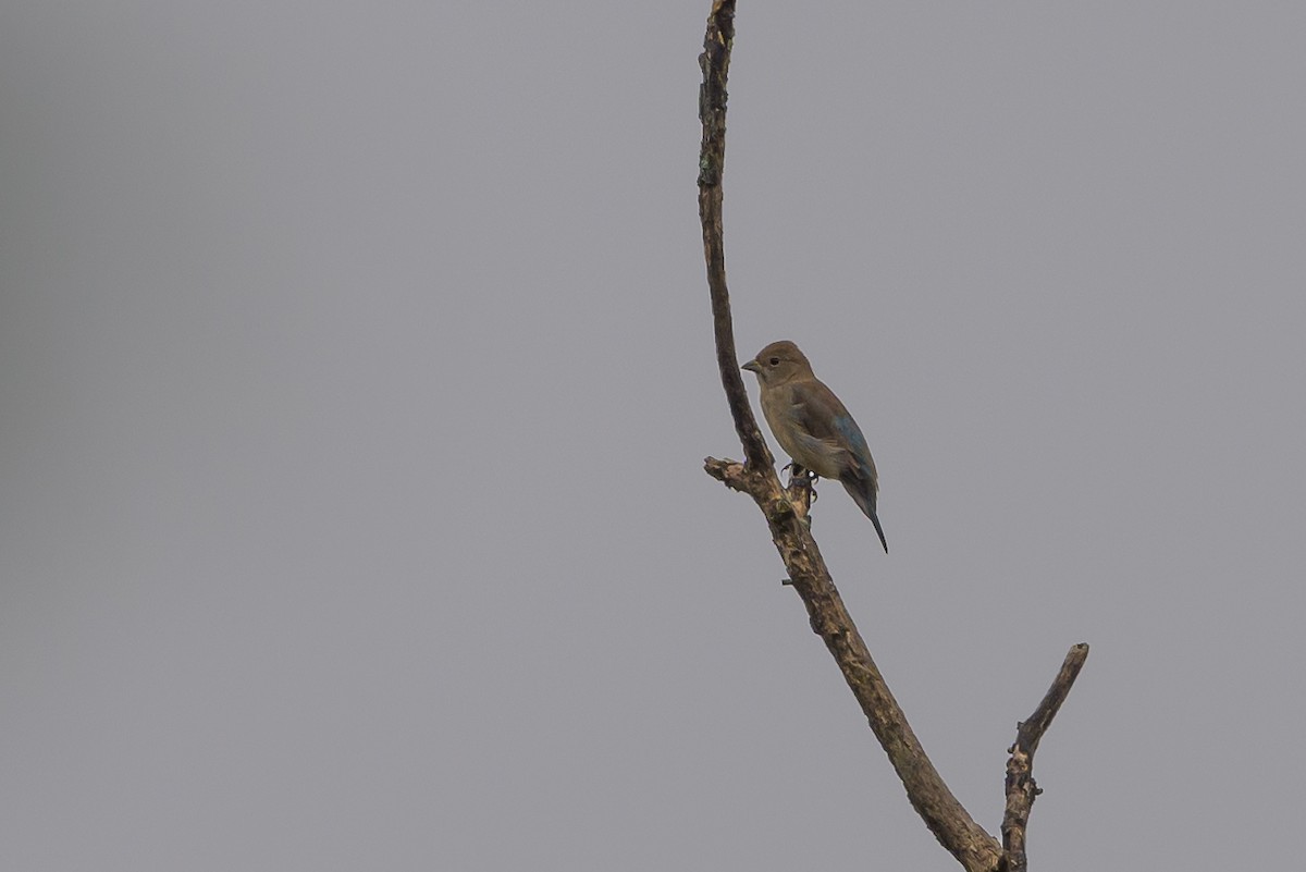 Indigo Bunting - ML624265453