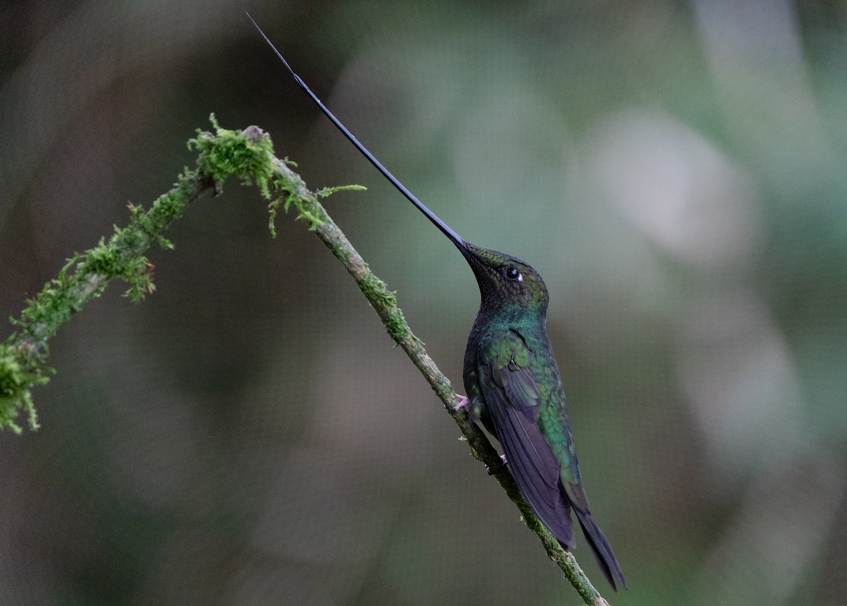 Sword-billed Hummingbird - ML624265468