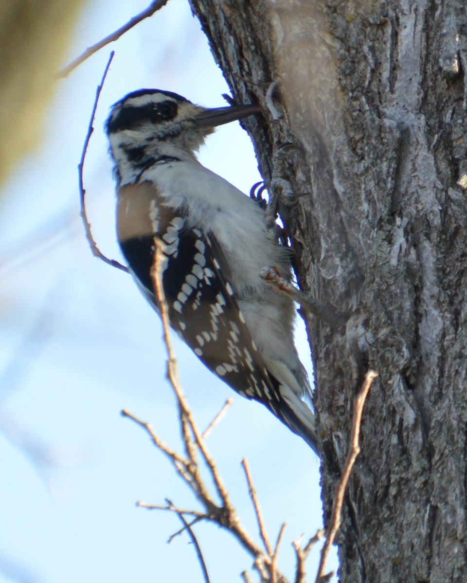 Hairy Woodpecker - ML624265486