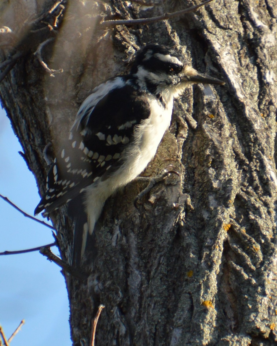 Hairy Woodpecker - ML624265487