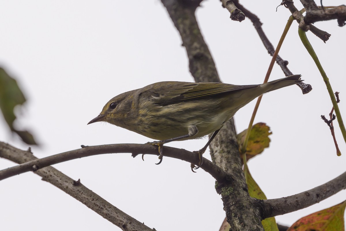 Cape May Warbler - ML624265515