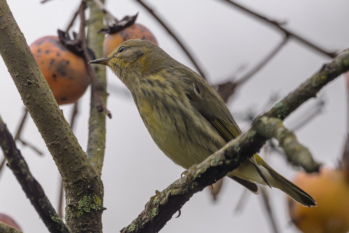 Cape May Warbler - ML624265516