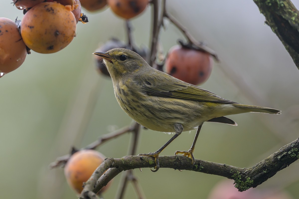 Cape May Warbler - ML624265517