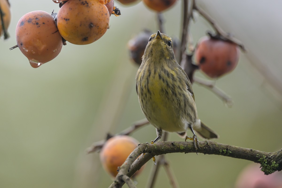 Cape May Warbler - ML624265518