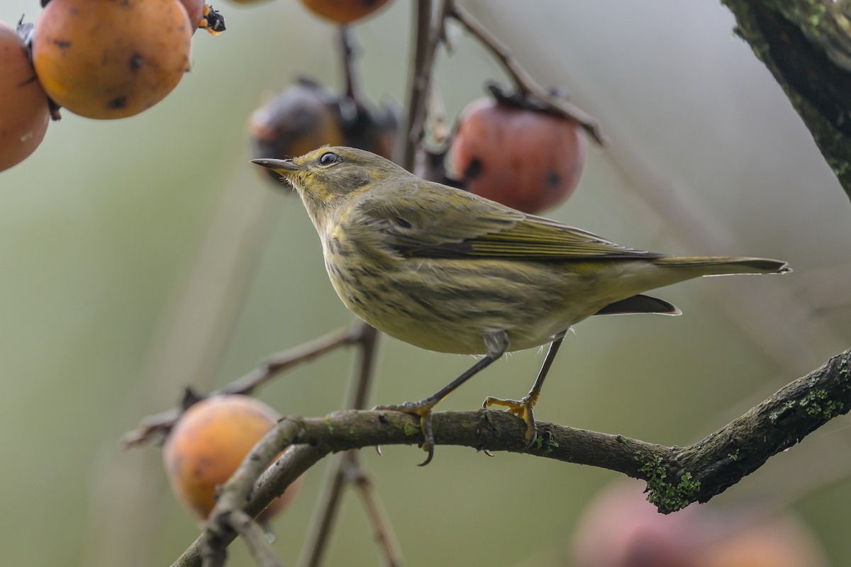 Cape May Warbler - ML624265519