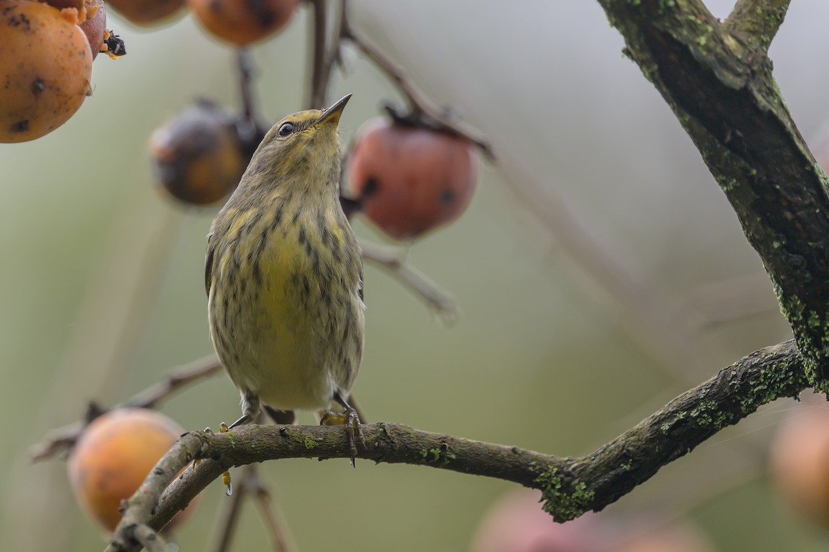 Cape May Warbler - ML624265521