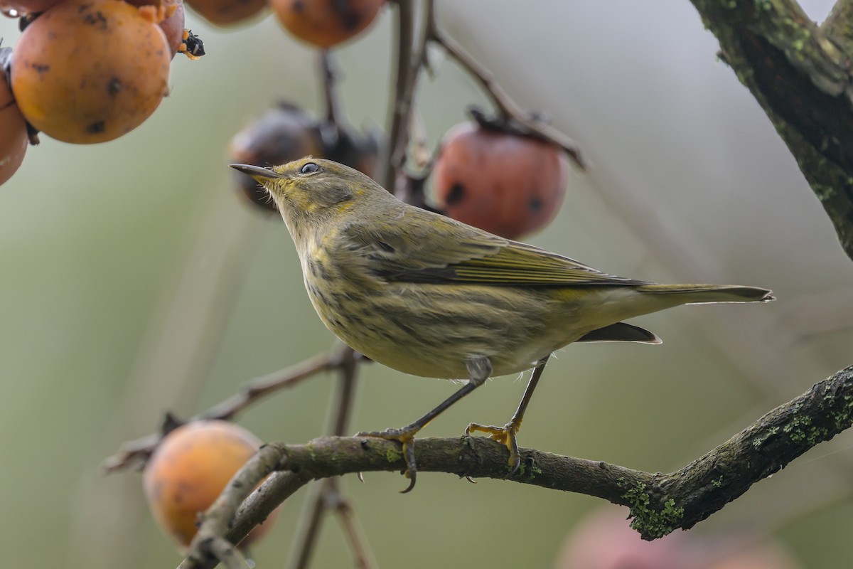 Cape May Warbler - ML624265522