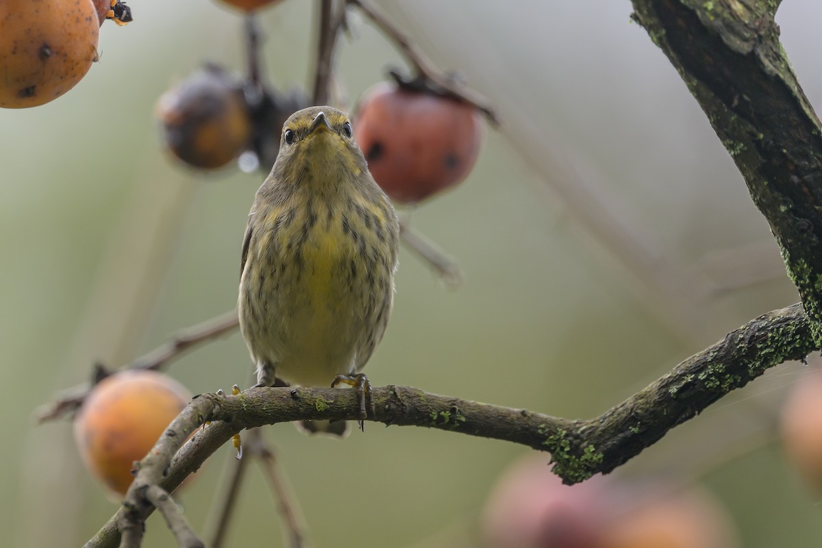 Cape May Warbler - ML624265523