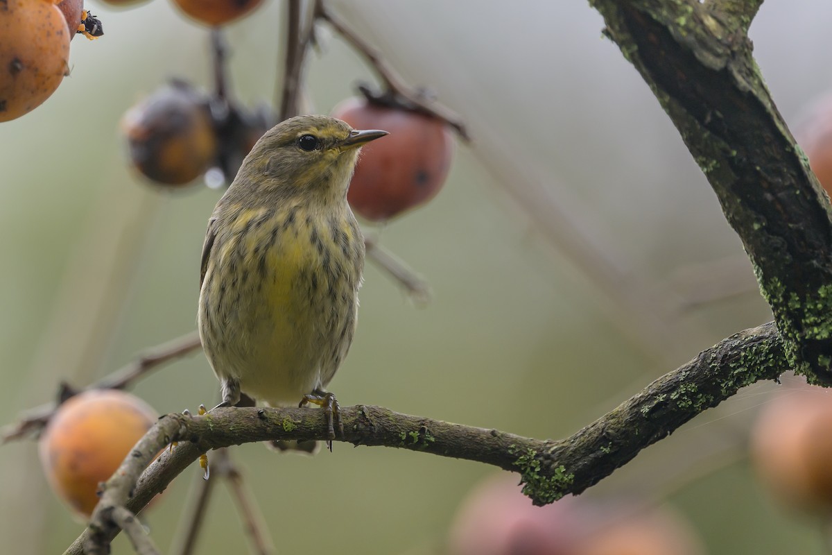 Cape May Warbler - ML624265524