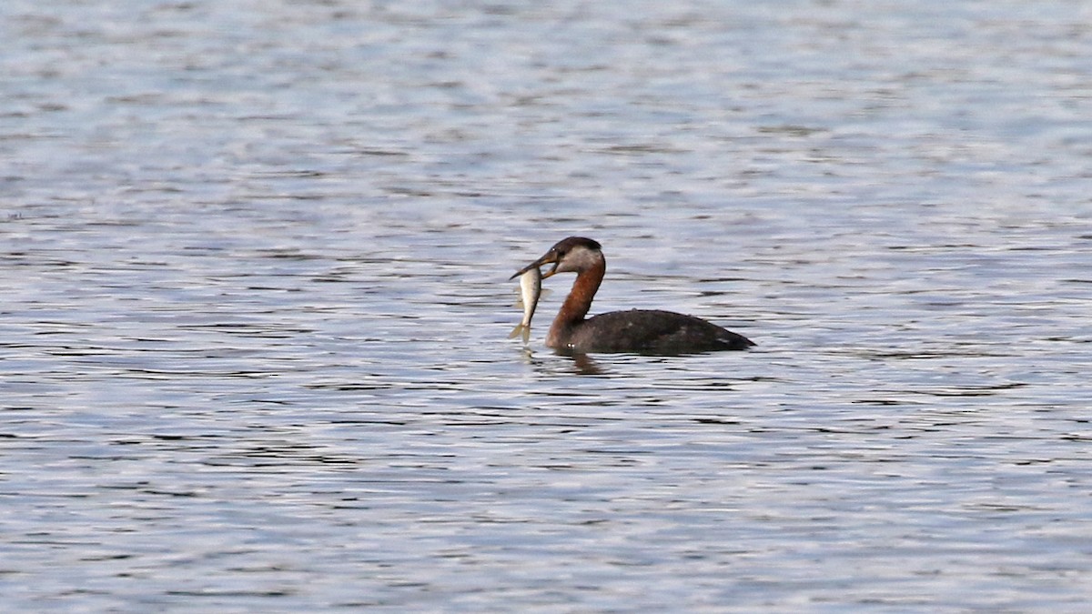 Red-necked Grebe - Jim Sims