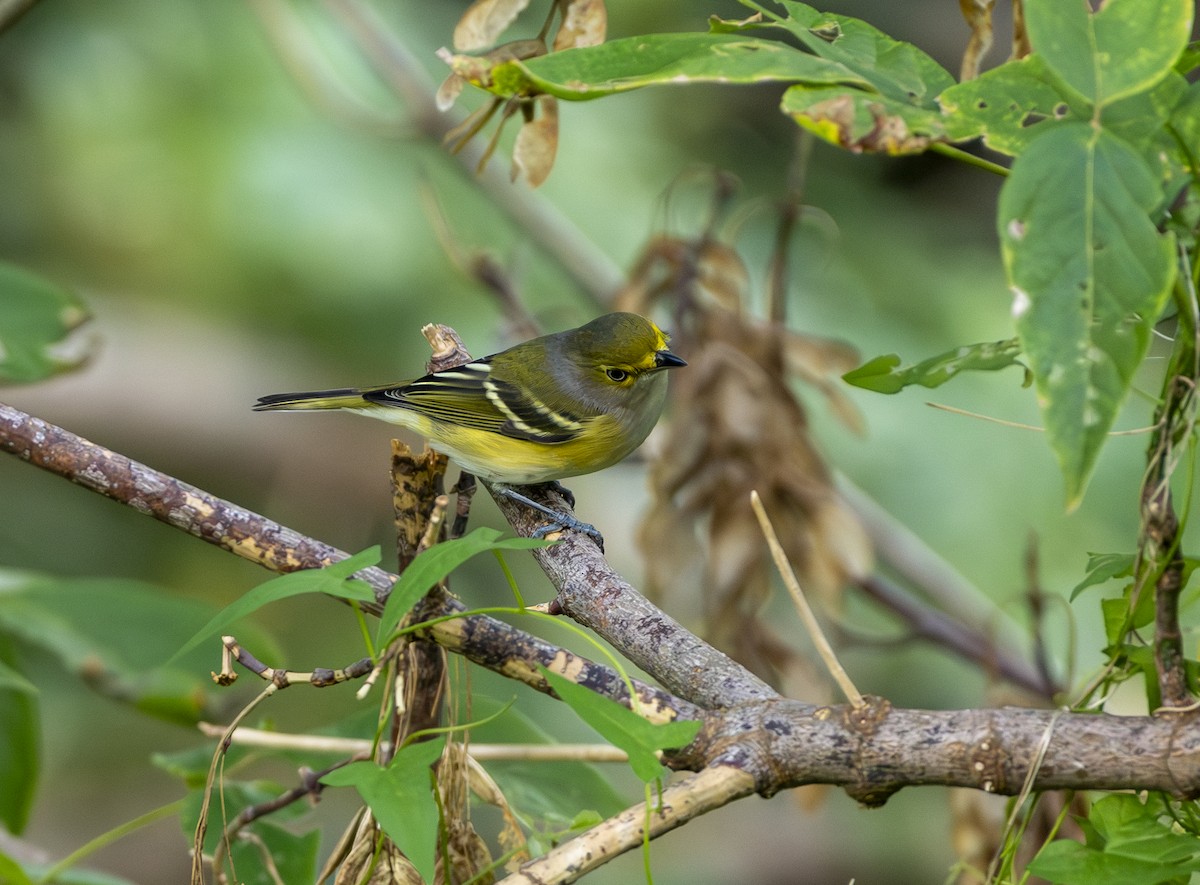 White-eyed Vireo - ML624265570