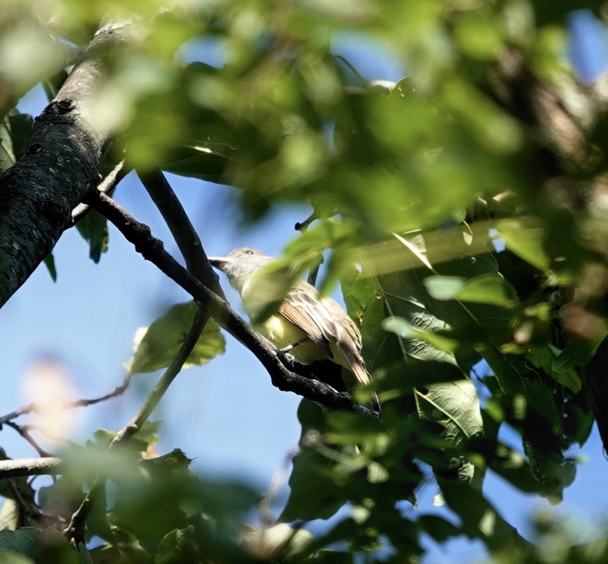Great Crested Flycatcher - ML624265626