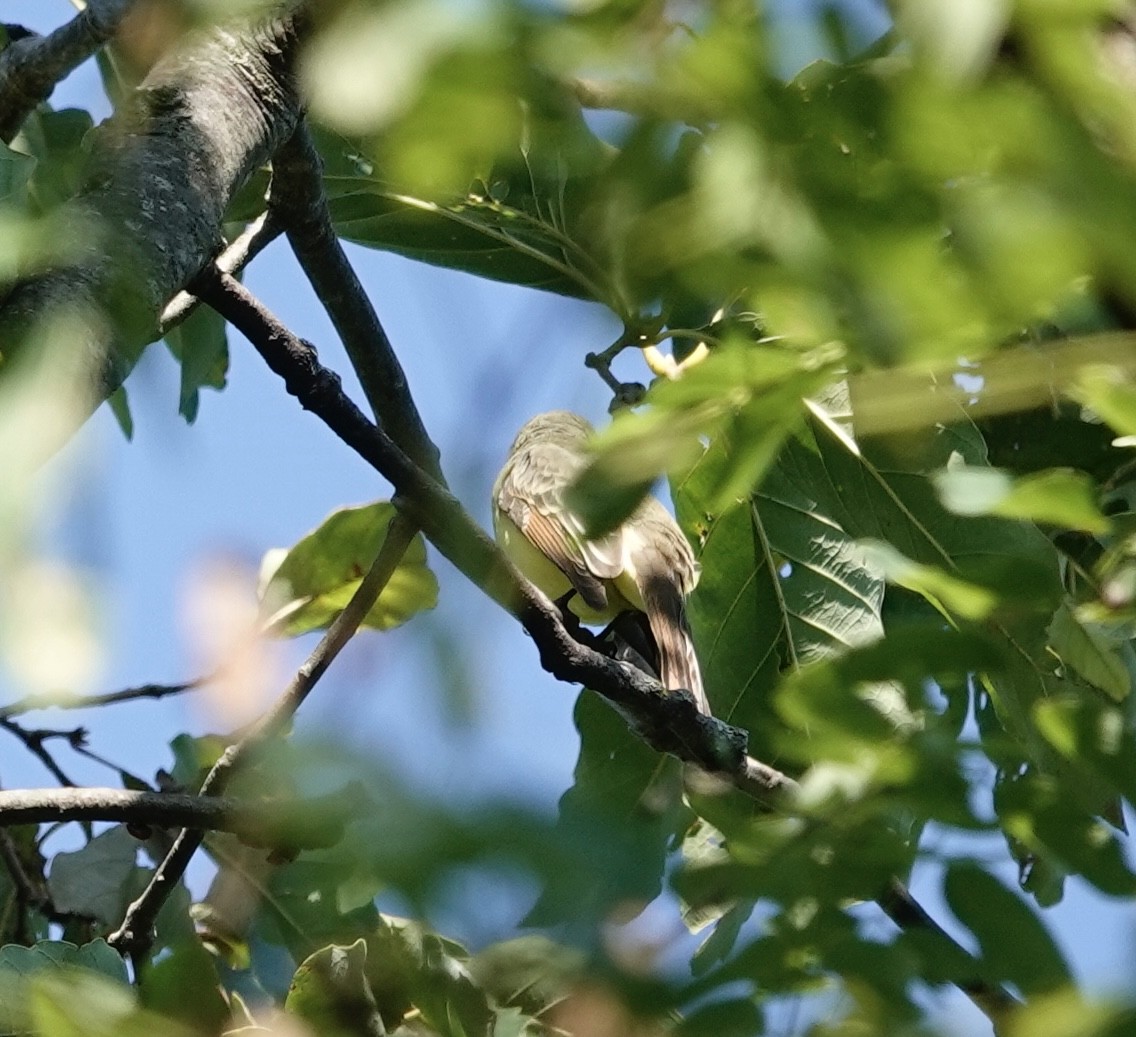Great Crested Flycatcher - ML624265627