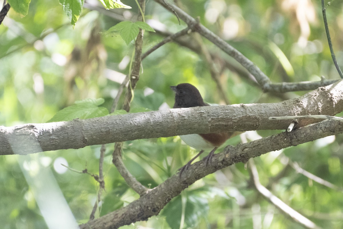 Eastern Towhee - ML624265660