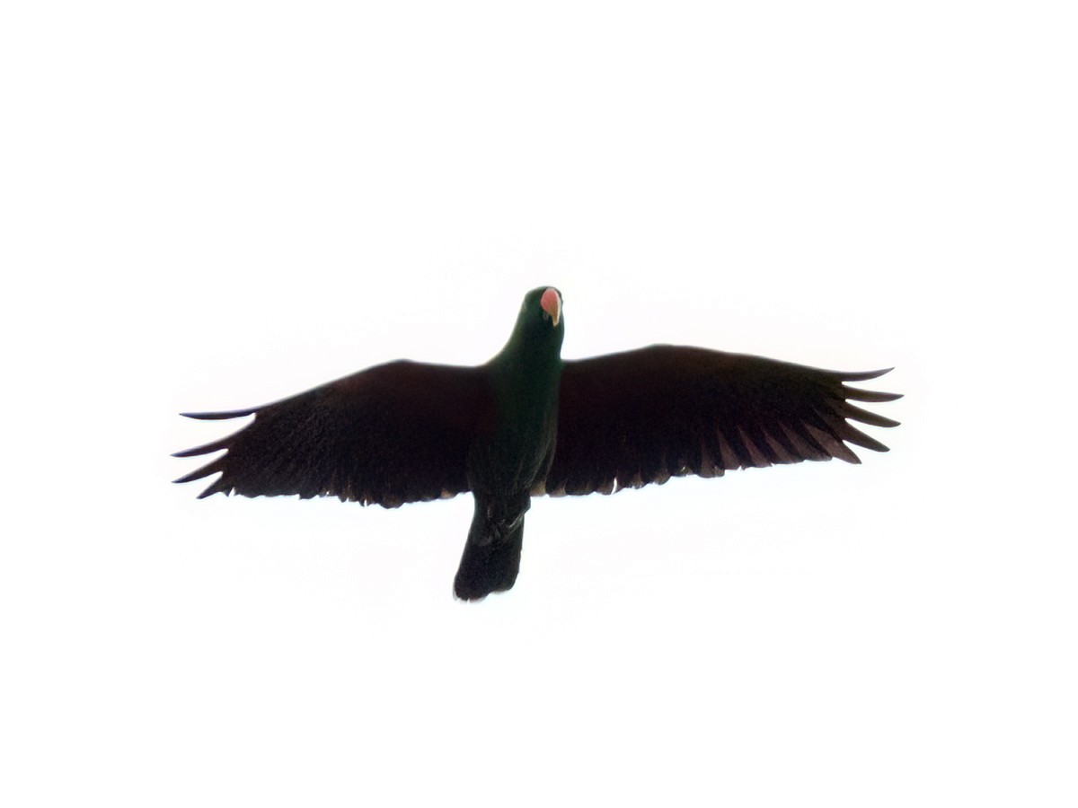 Moluccan Eclectus - ML624265726