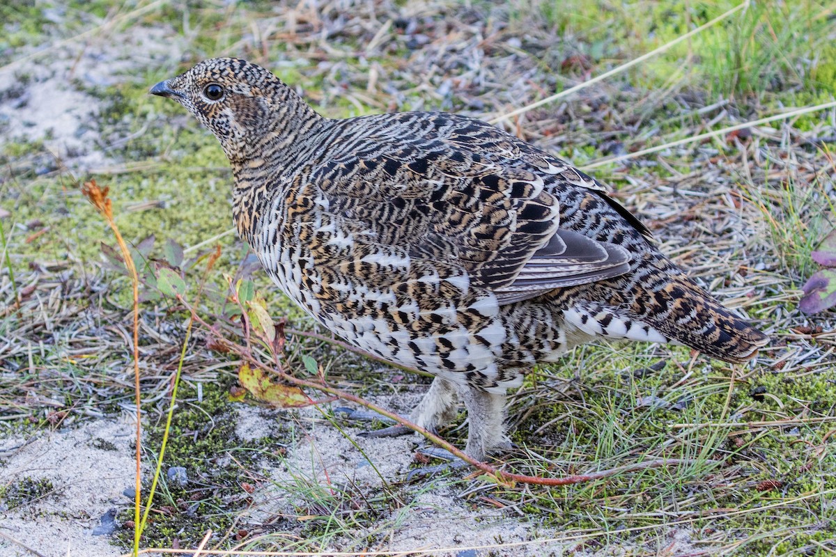 Spruce Grouse - ML624265770