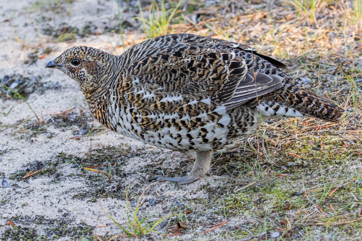 Spruce Grouse - ML624265775