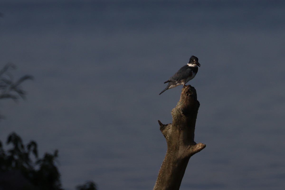 Belted Kingfisher - ML624265829