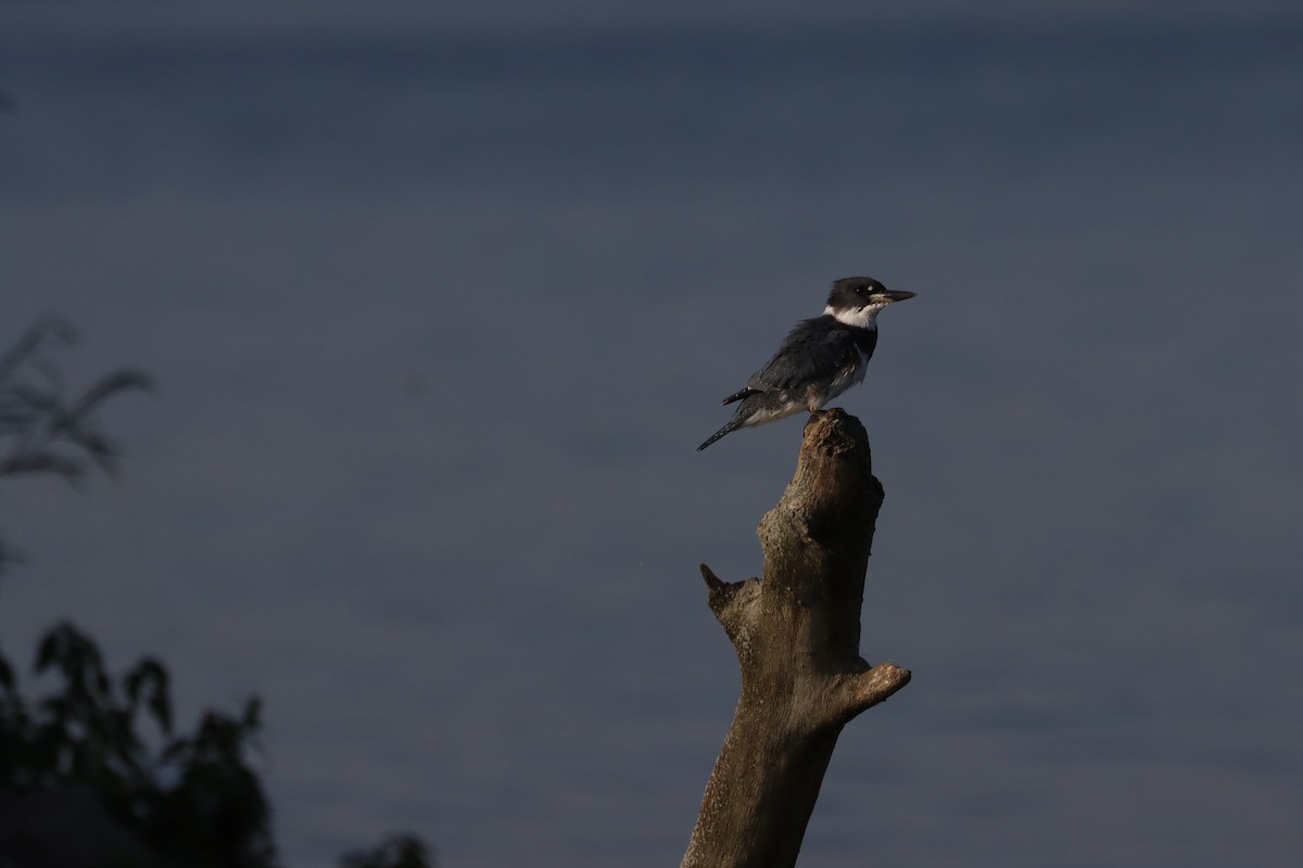 Belted Kingfisher - ML624265830