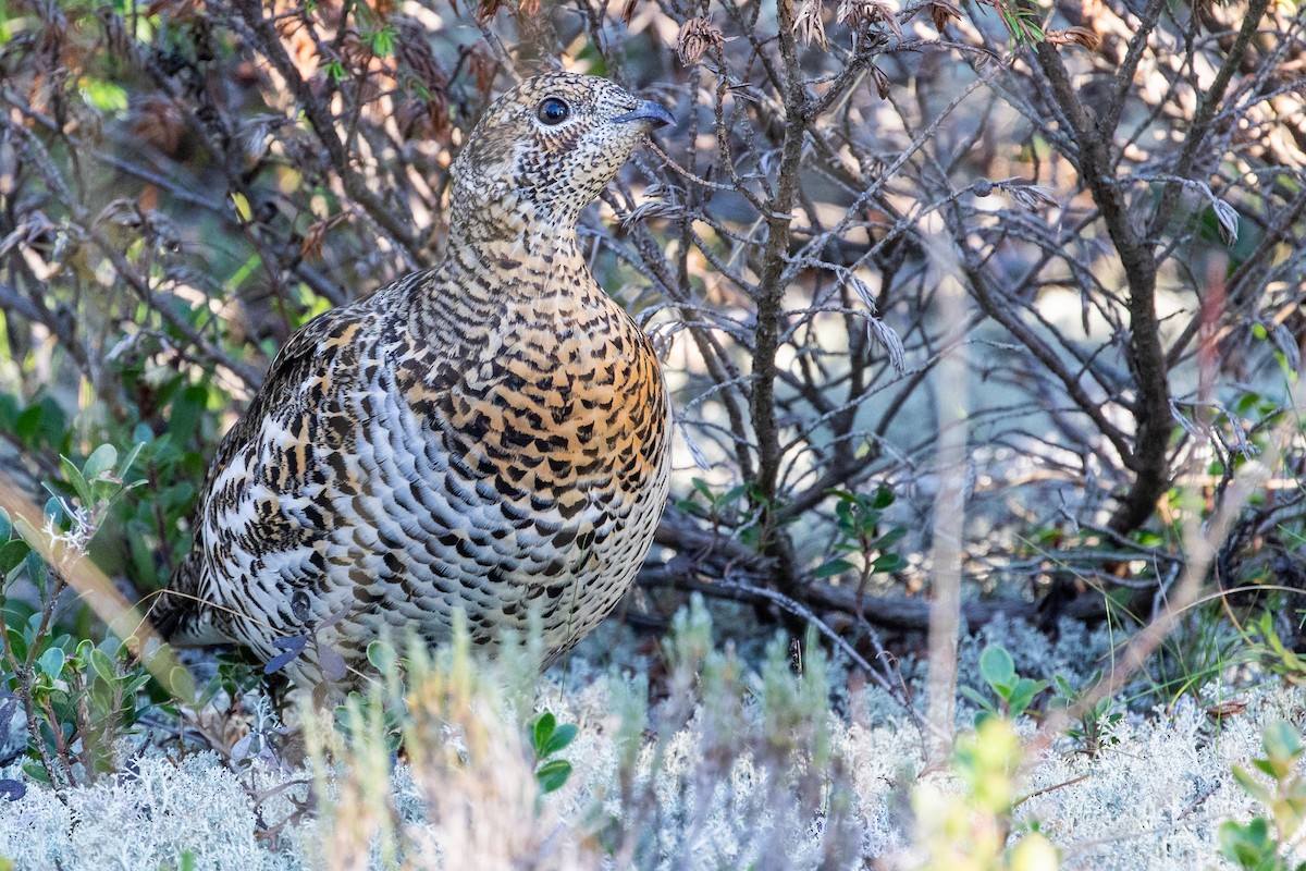 Spruce Grouse - ML624266001