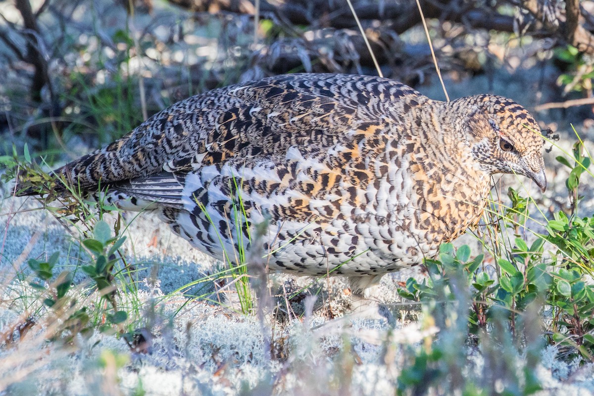 Spruce Grouse - ML624266021