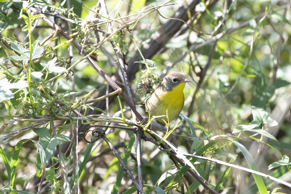 Common Yellowthroat - ML624266022