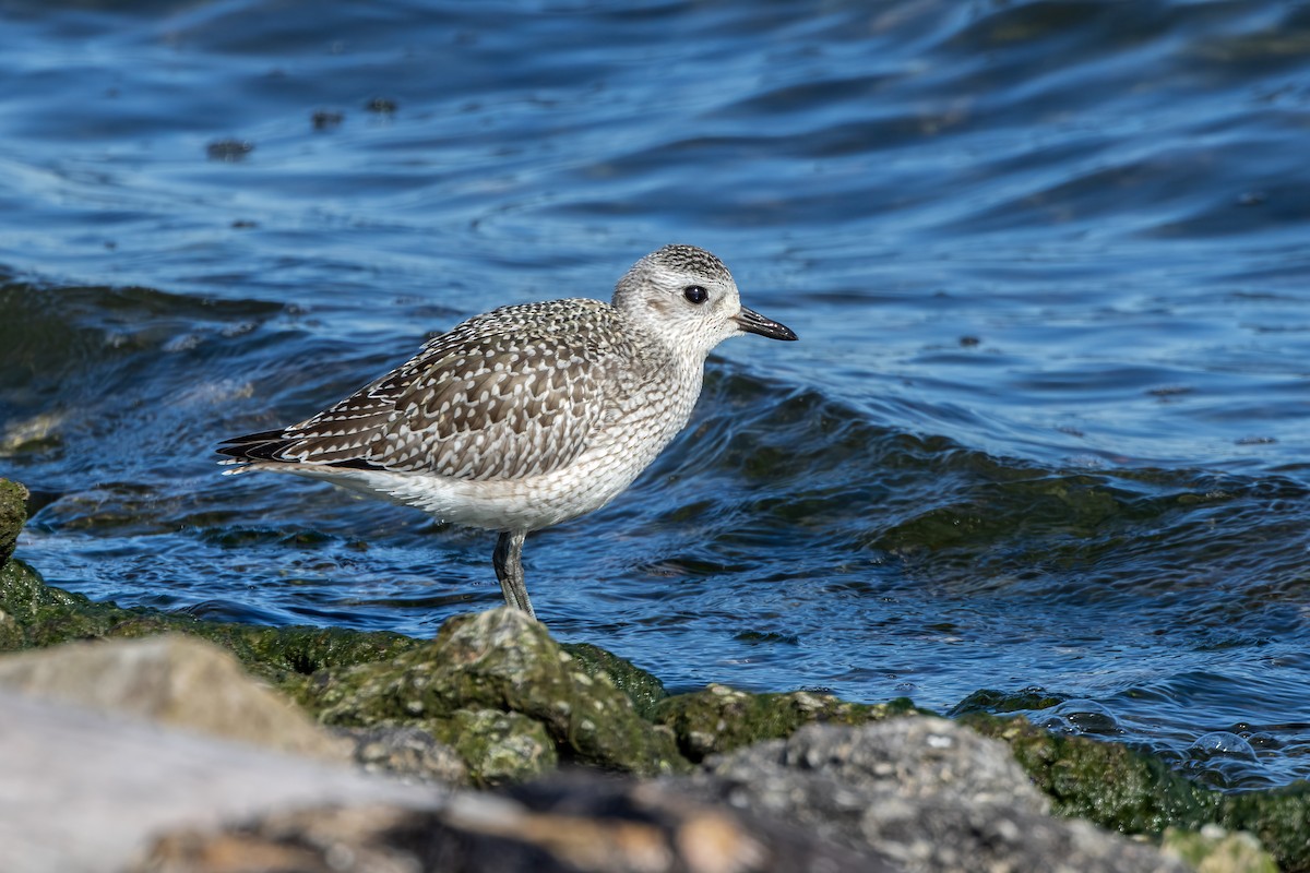 Black-bellied Plover - ML624266078