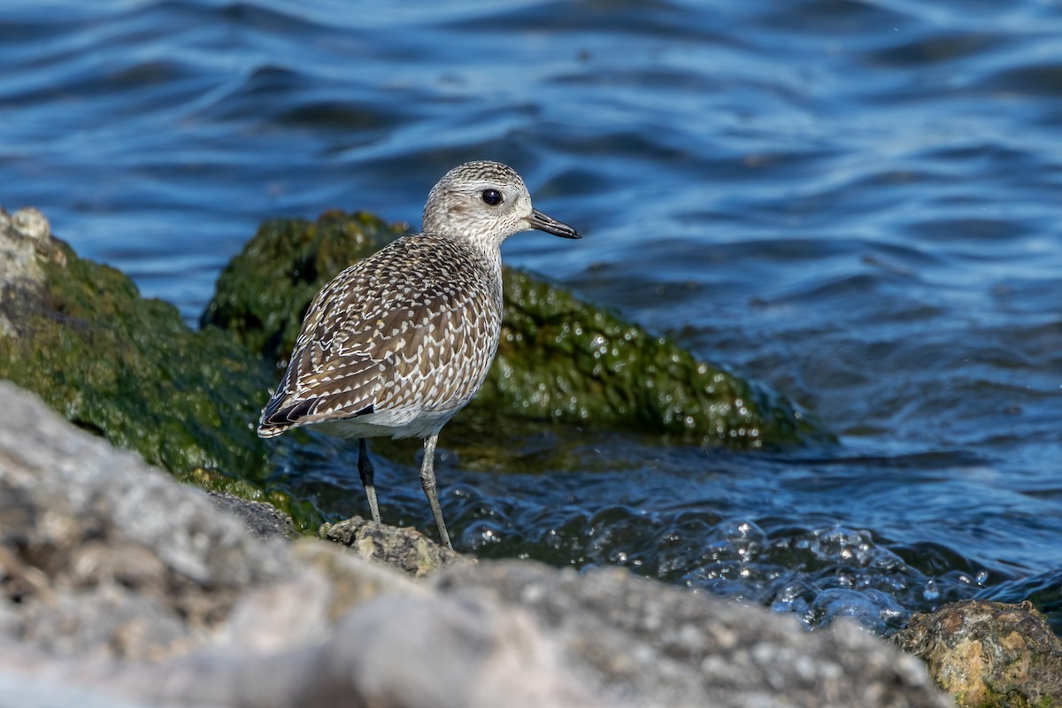 Black-bellied Plover - Norman Franke