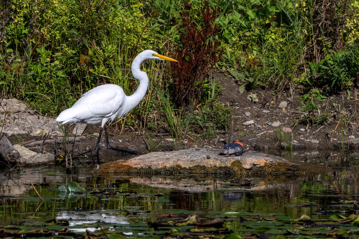 Great Egret - ML624266111