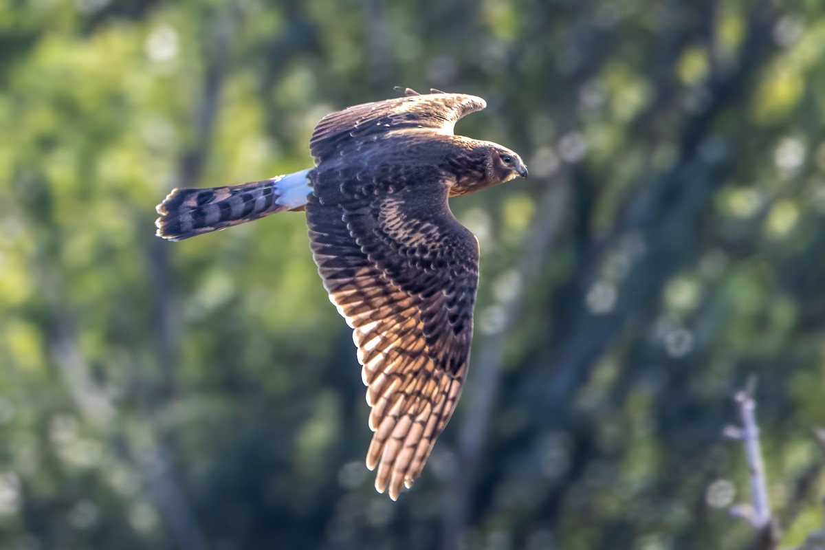 Northern Harrier - ML624266140