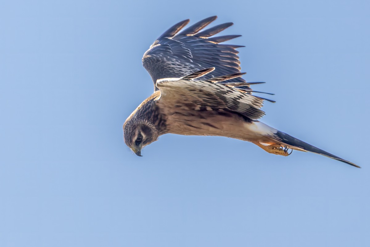 Northern Harrier - ML624266141