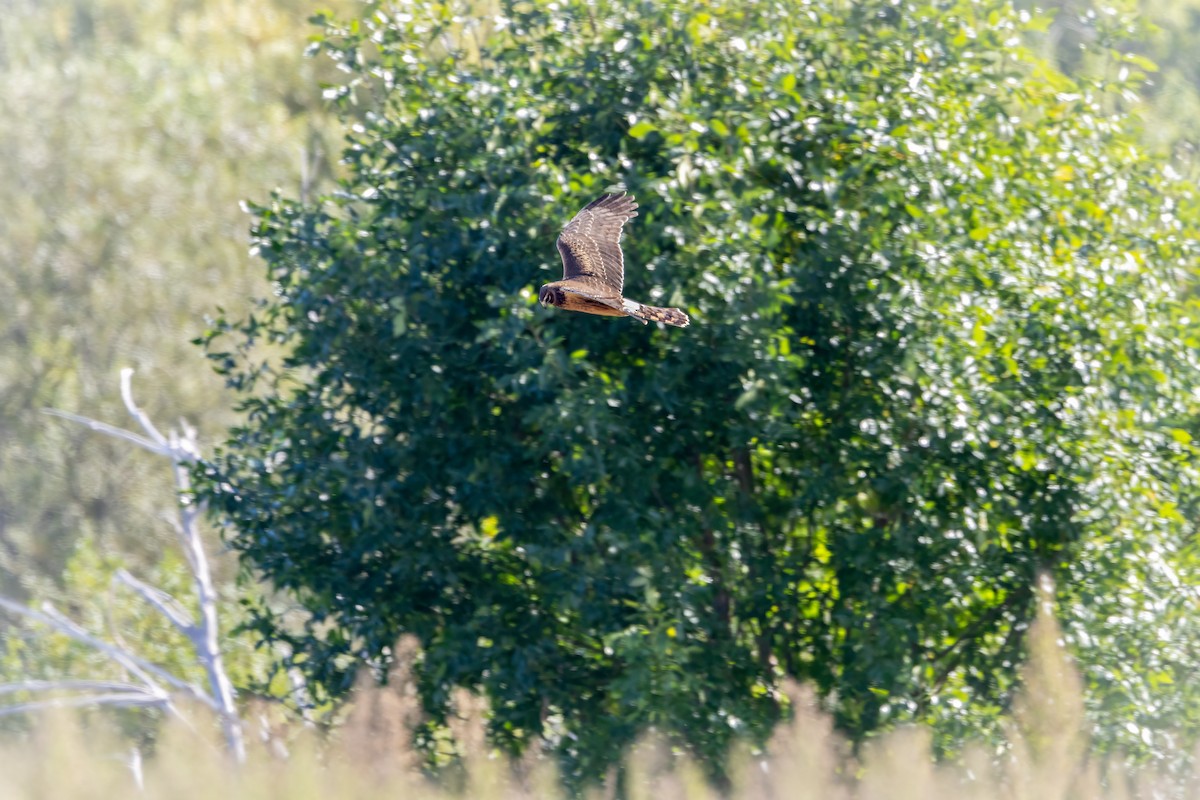 Northern Harrier - ML624266143