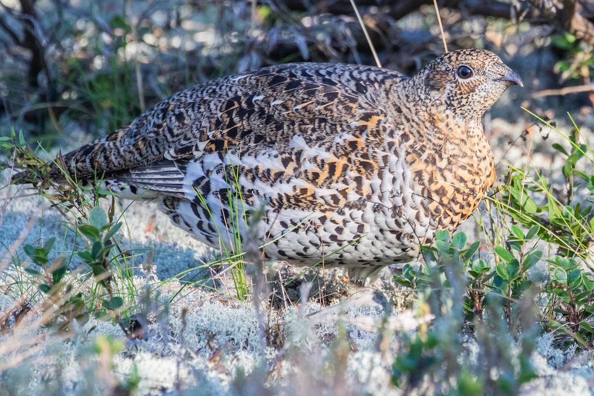 Spruce Grouse - ML624266157