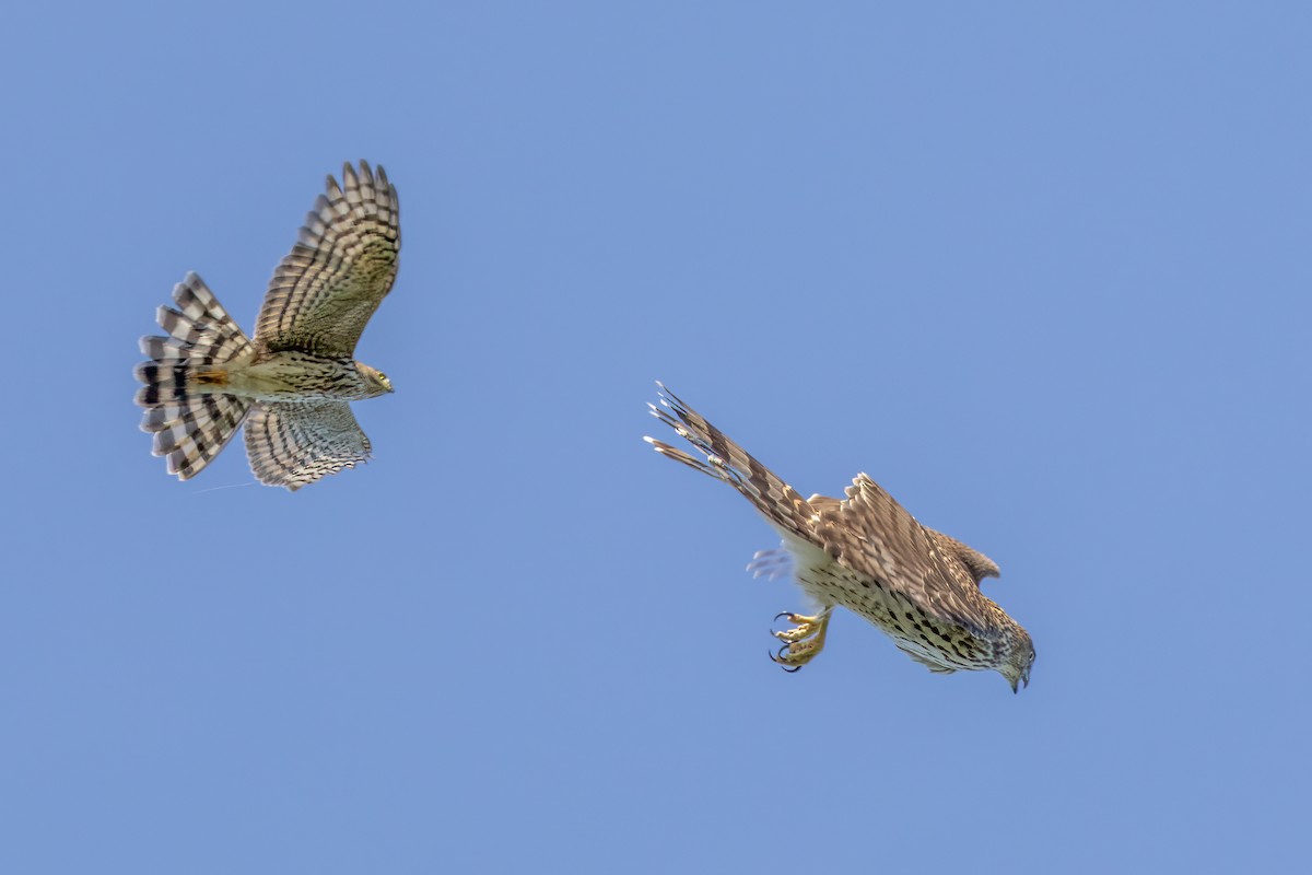 Sharp-shinned Hawk - ML624266169