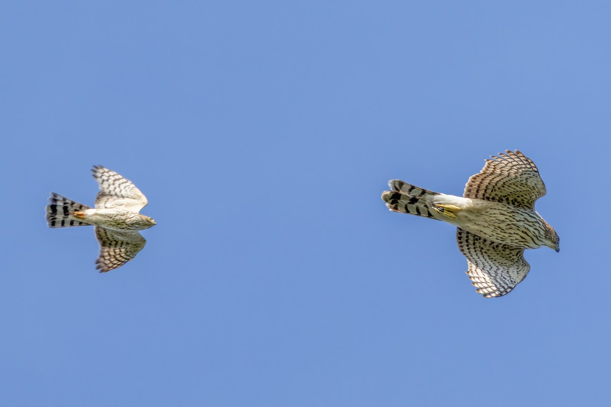 Sharp-shinned Hawk - ML624266170