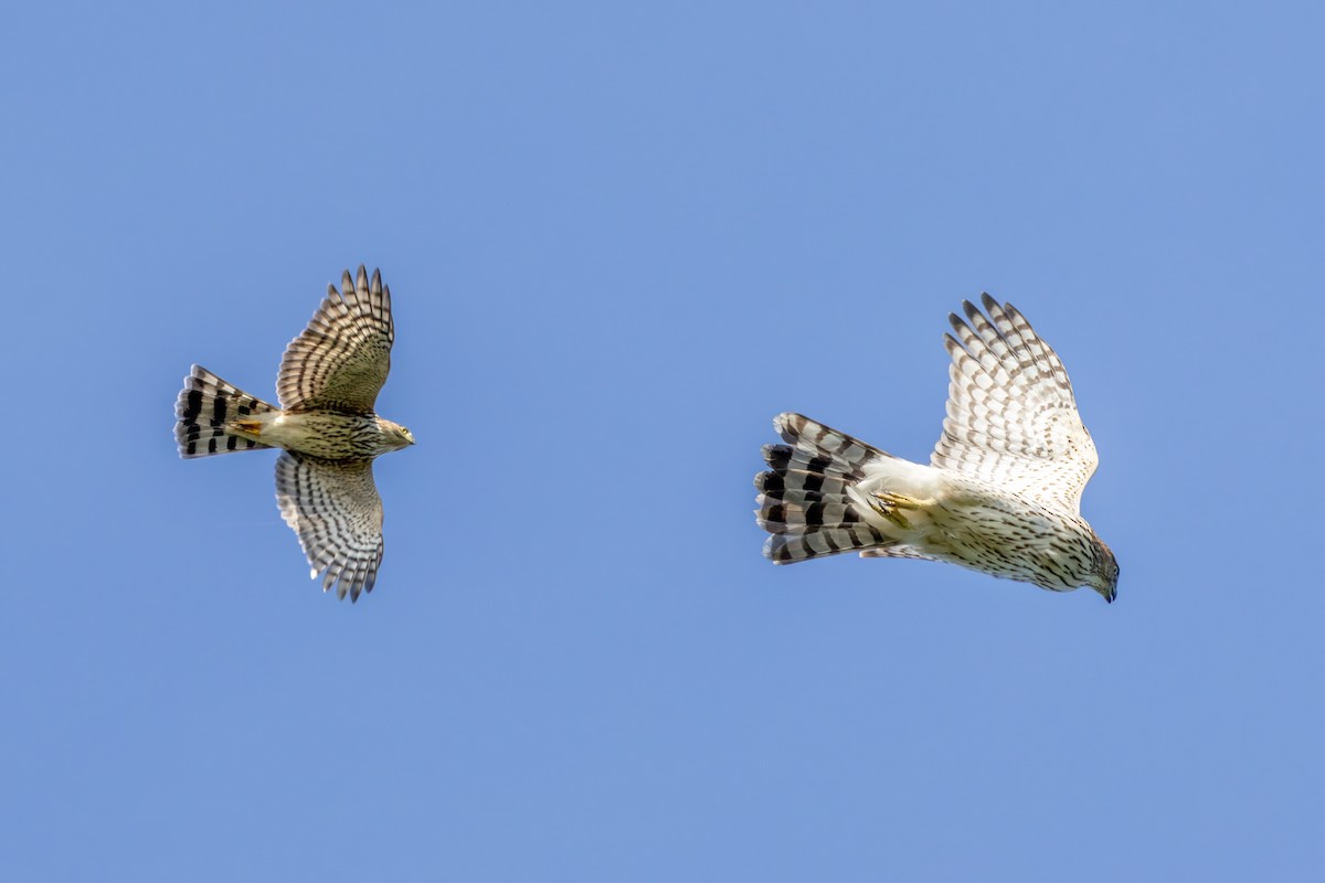 Sharp-shinned Hawk - ML624266171