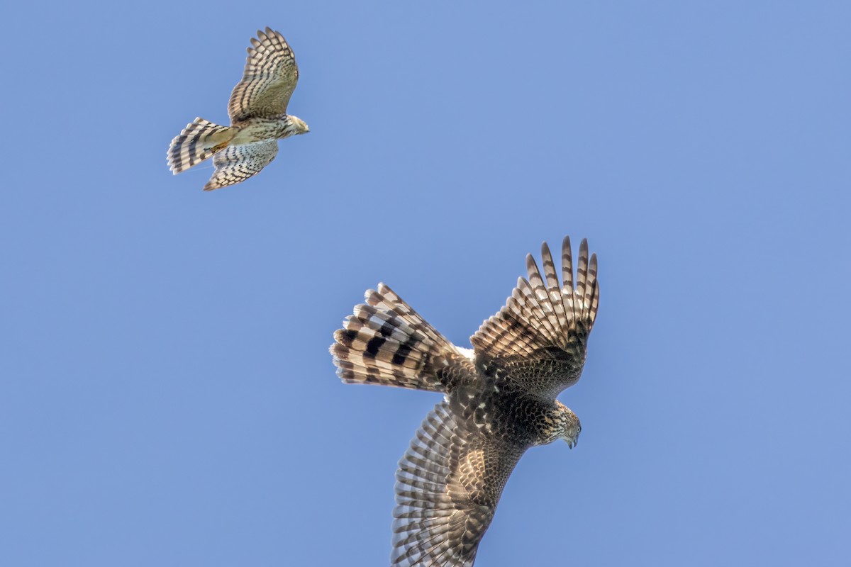 Sharp-shinned Hawk - ML624266172