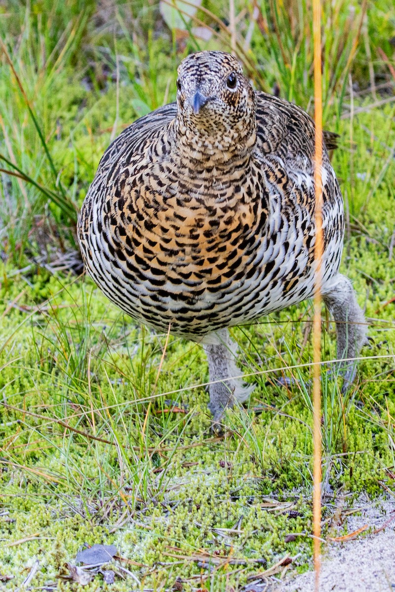 Spruce Grouse - ML624266177