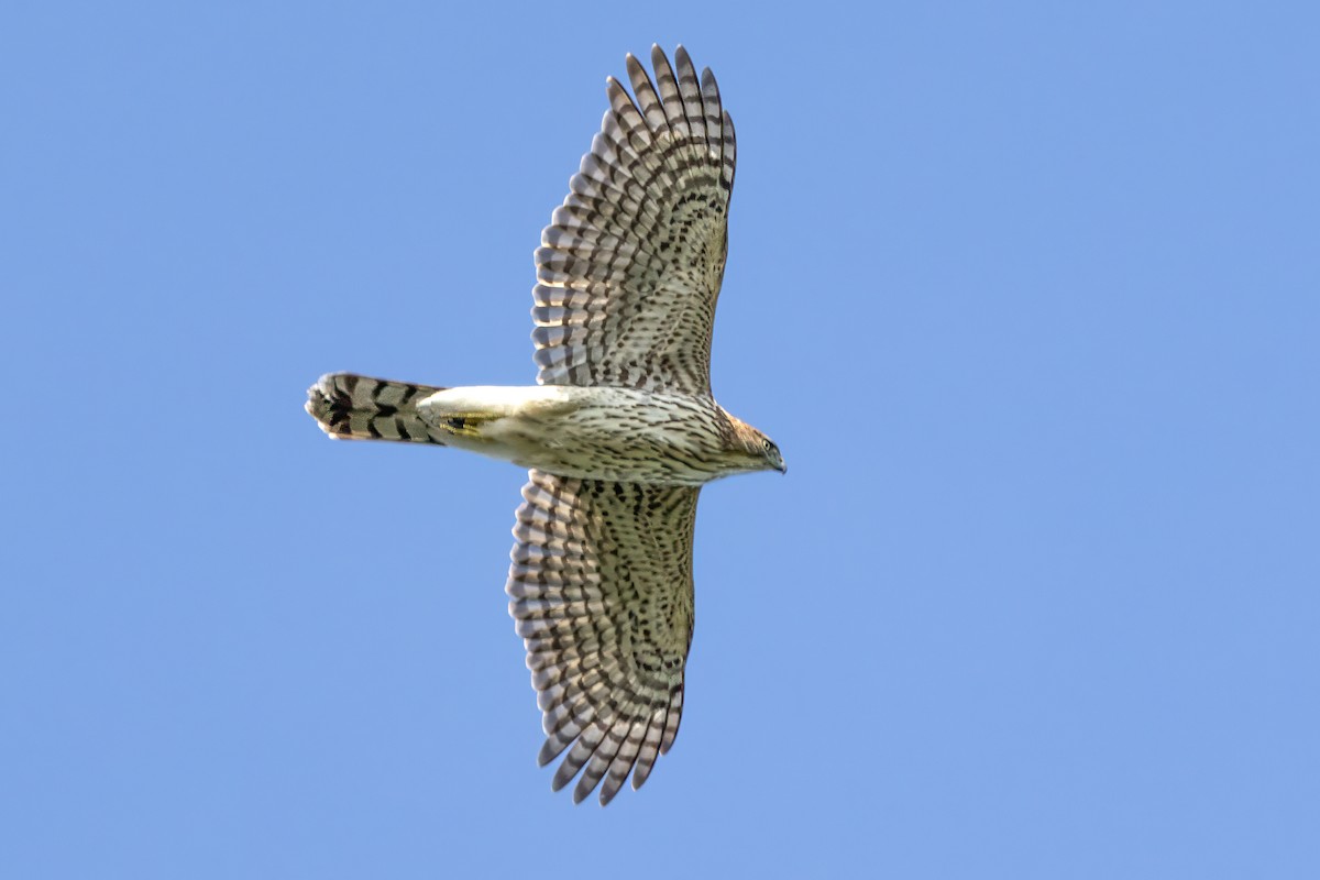 Cooper's Hawk - ML624266195