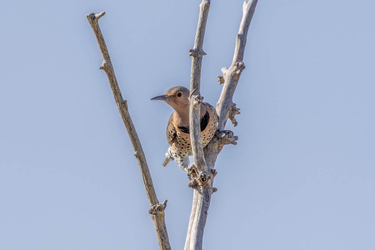 Northern Flicker - ML624266199