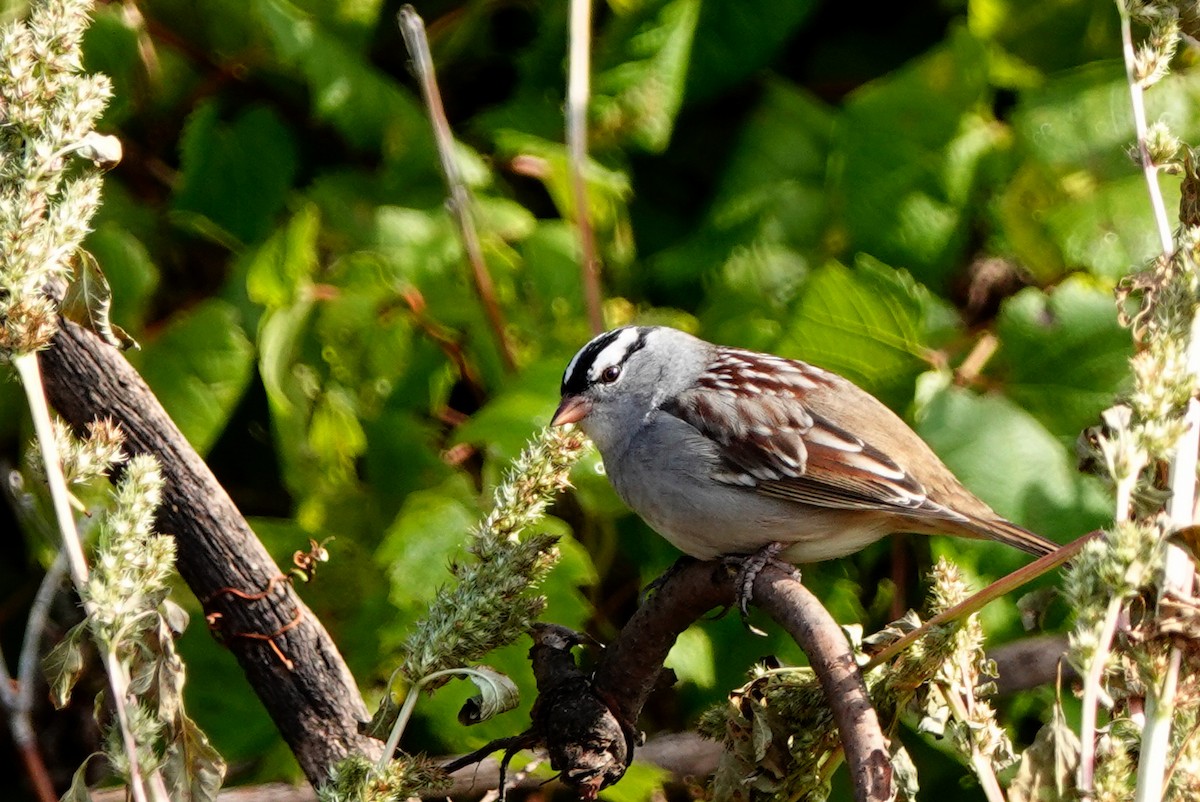 White-crowned Sparrow - ML624266204
