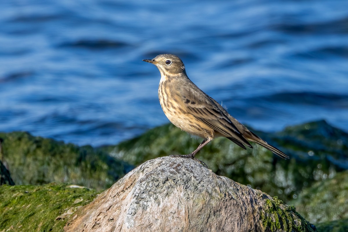 American Pipit - ML624266222