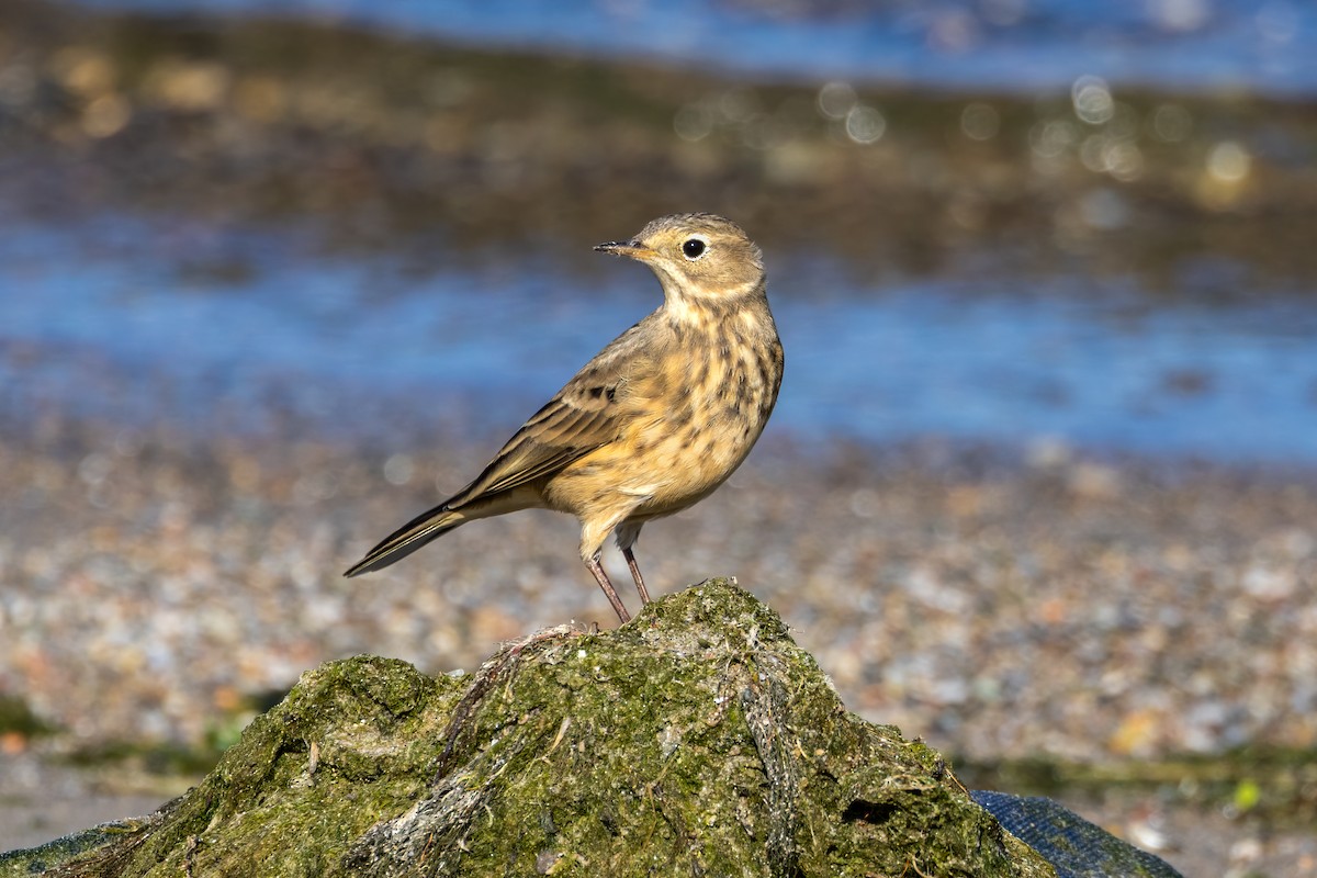 American Pipit - ML624266223