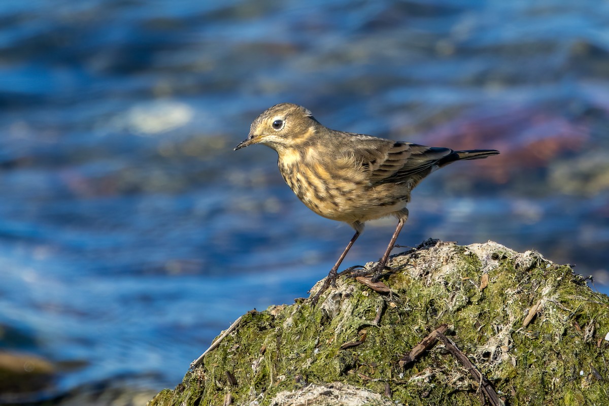 American Pipit - Norman Franke