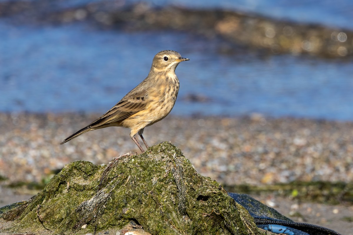 American Pipit - ML624266226