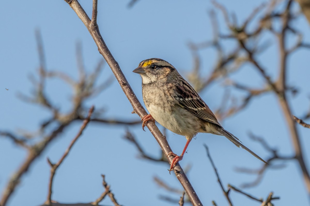 White-throated Sparrow - ML624266254