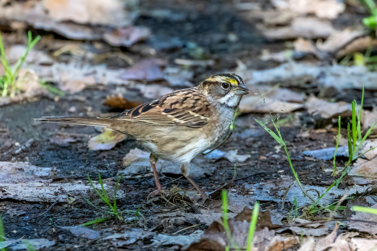 White-throated Sparrow - ML624266255