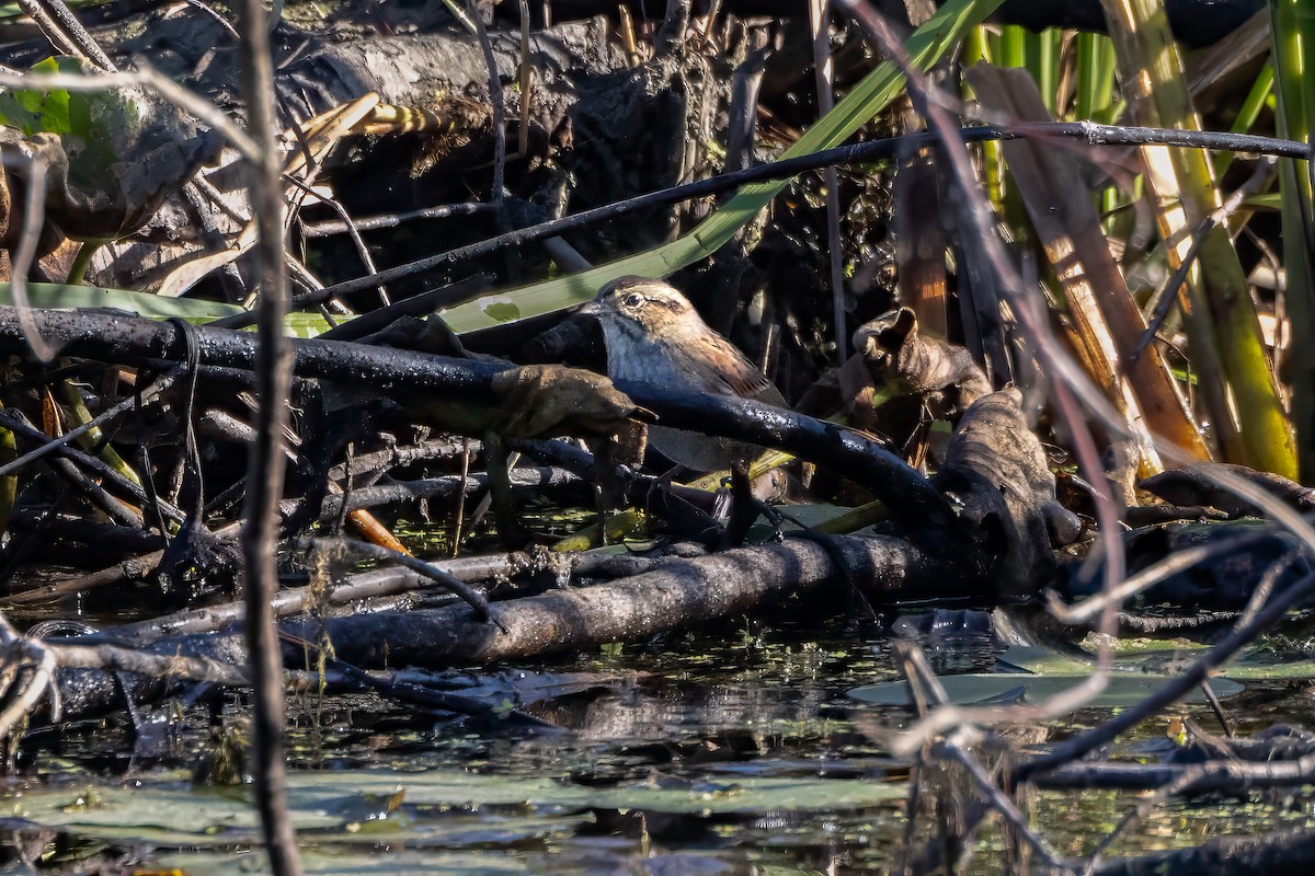 Swamp Sparrow - ML624266265