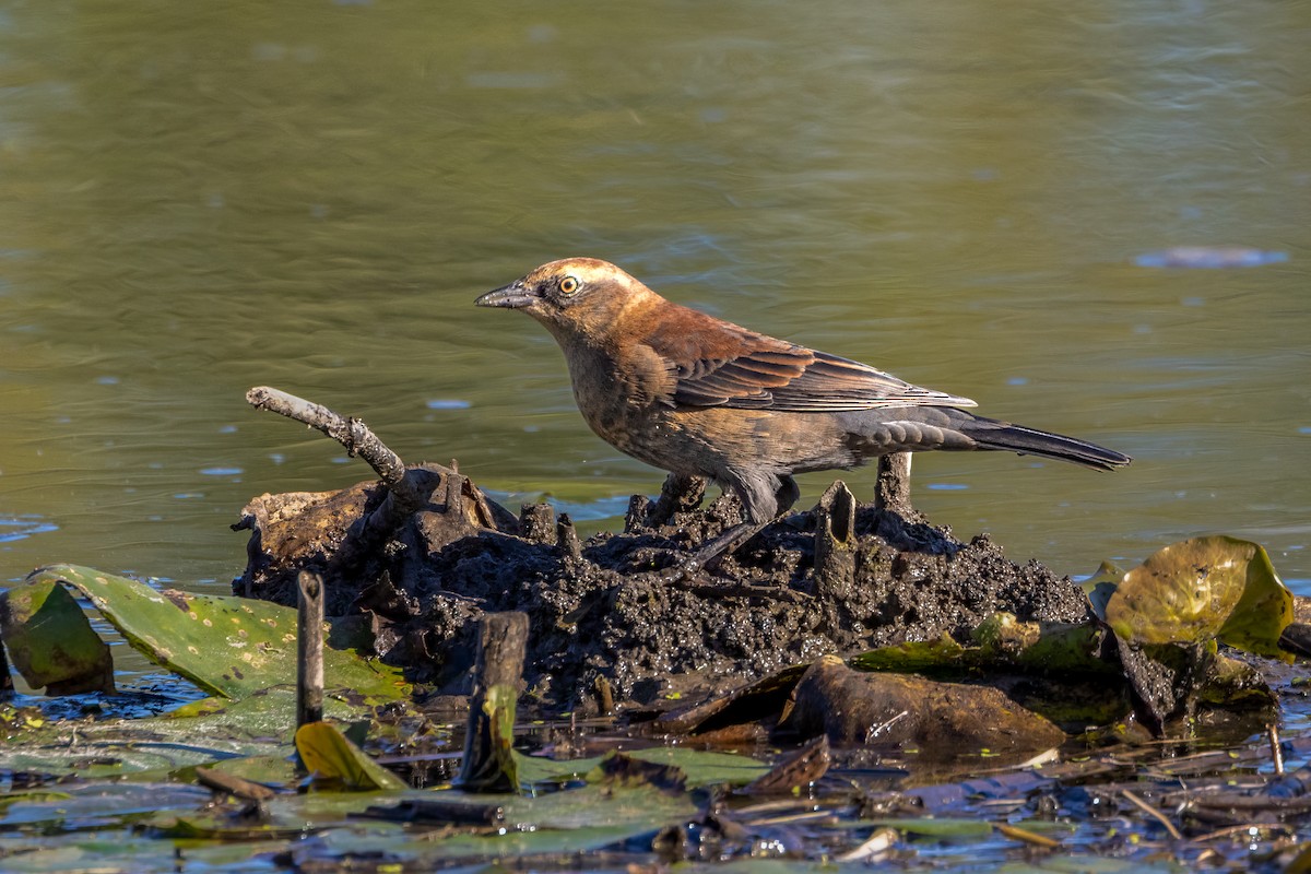 Rusty Blackbird - ML624266283